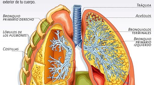 pulmones